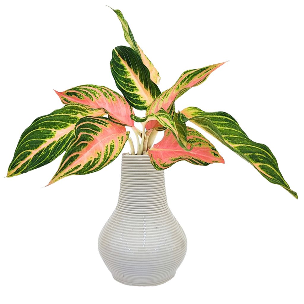Aglaonema Pink Sunset