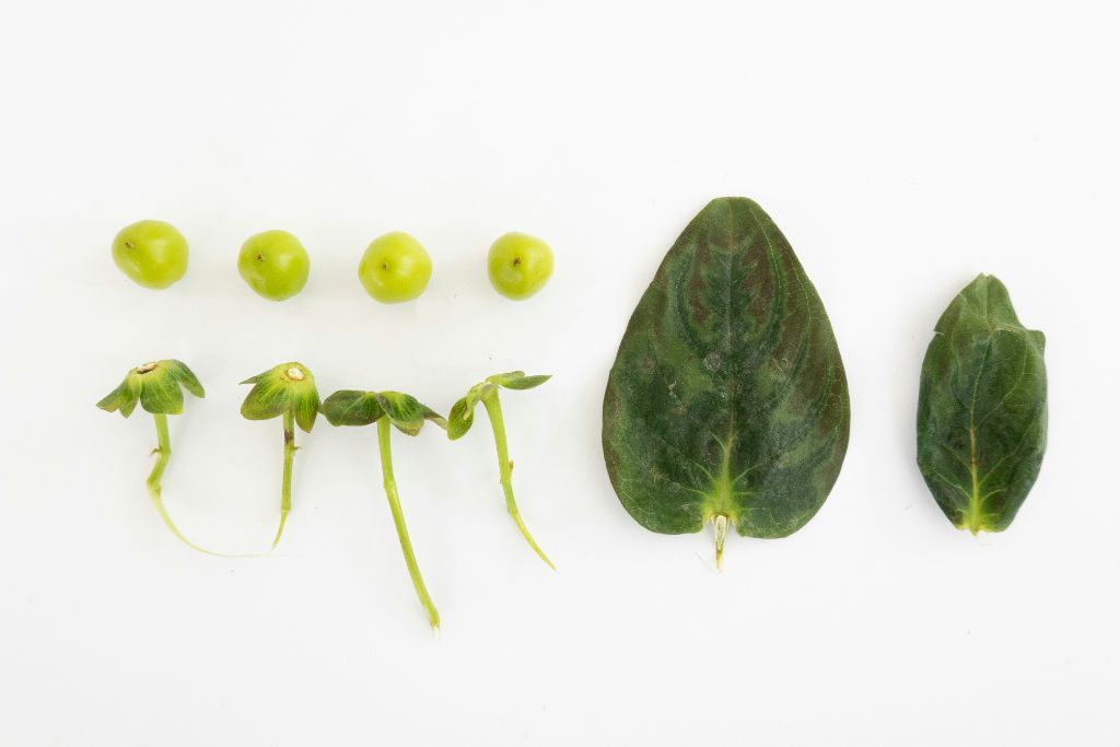 Plant Growth Stages