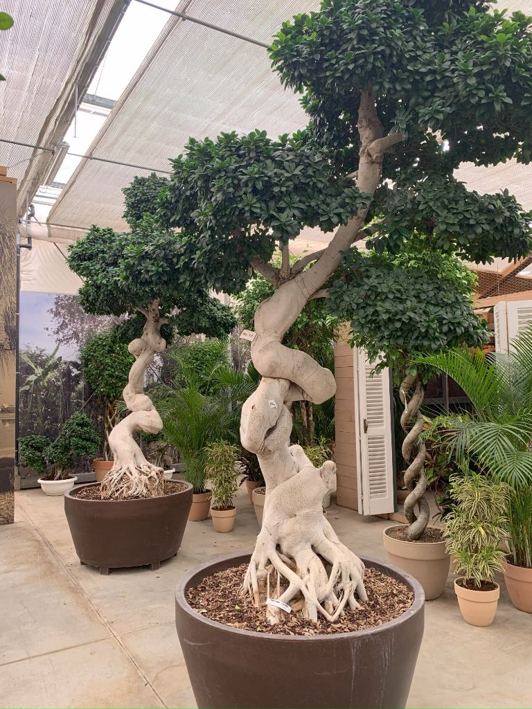 Noleggio bonsai e piante esemplari