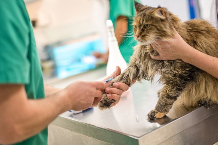 고양이가 동물병원에서 주사 치료를 받고 있는 모습
