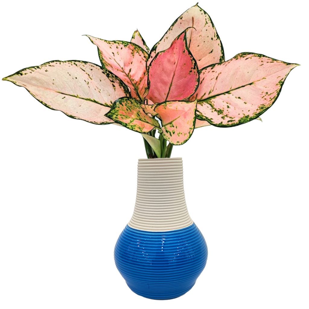Aglaonema Lucky Red