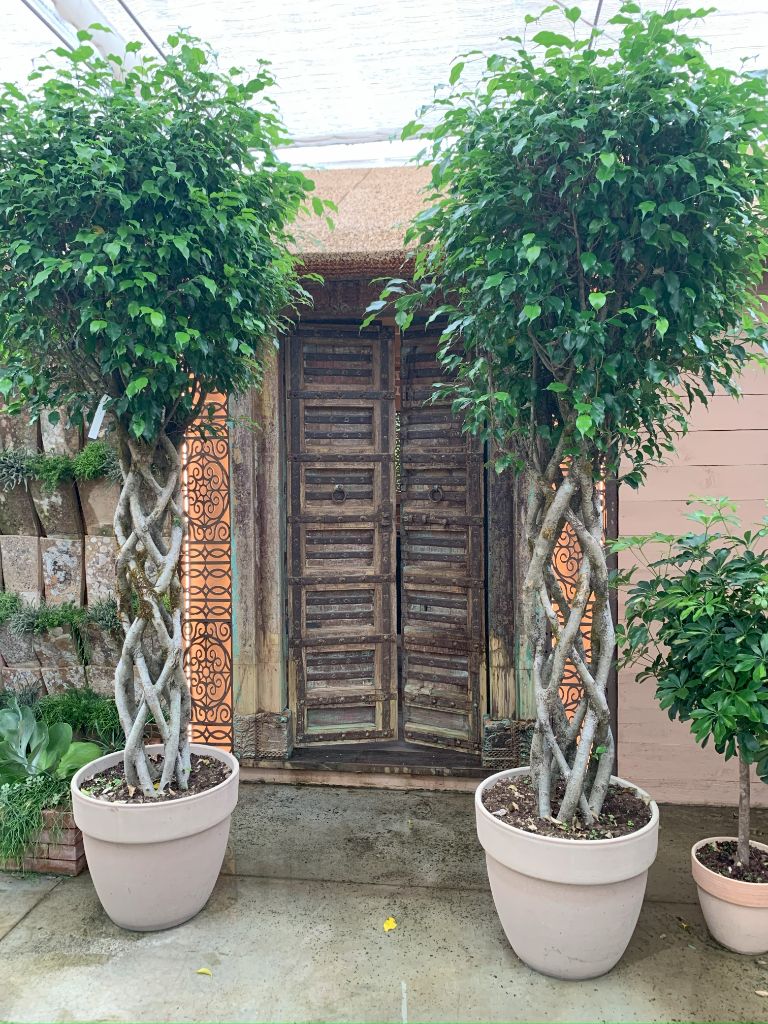 Allestimento decorativo con piante e porta antica
