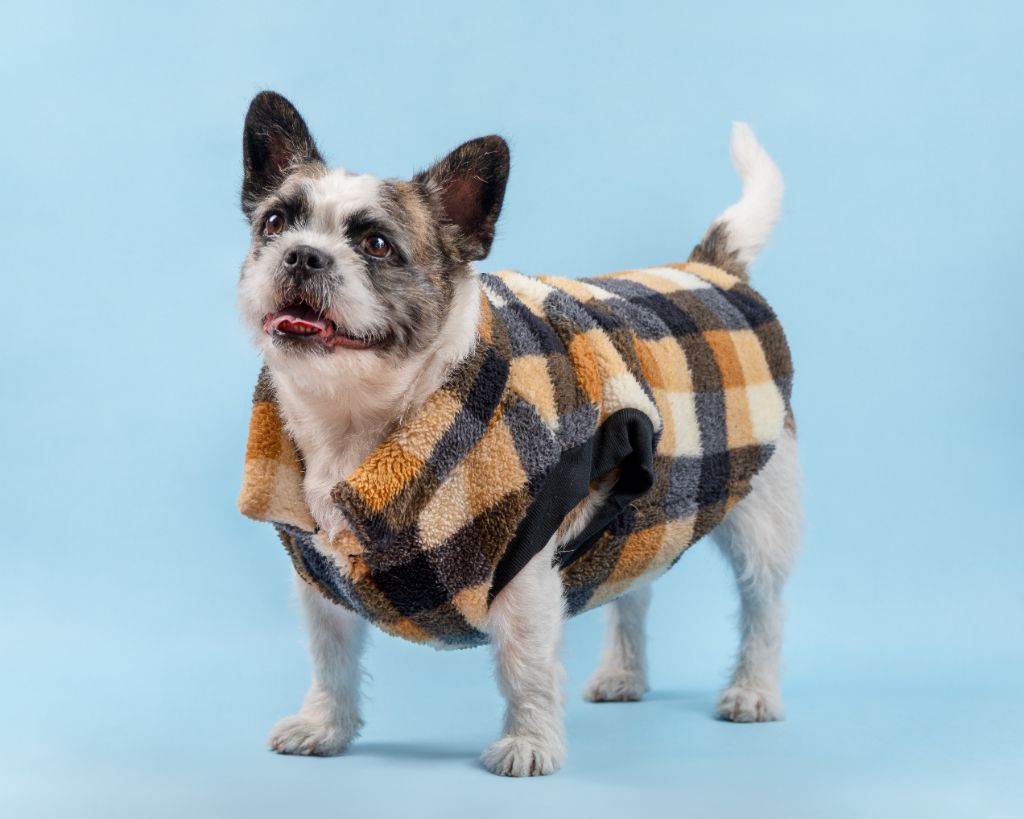 Perro con chaqueta cuadros
