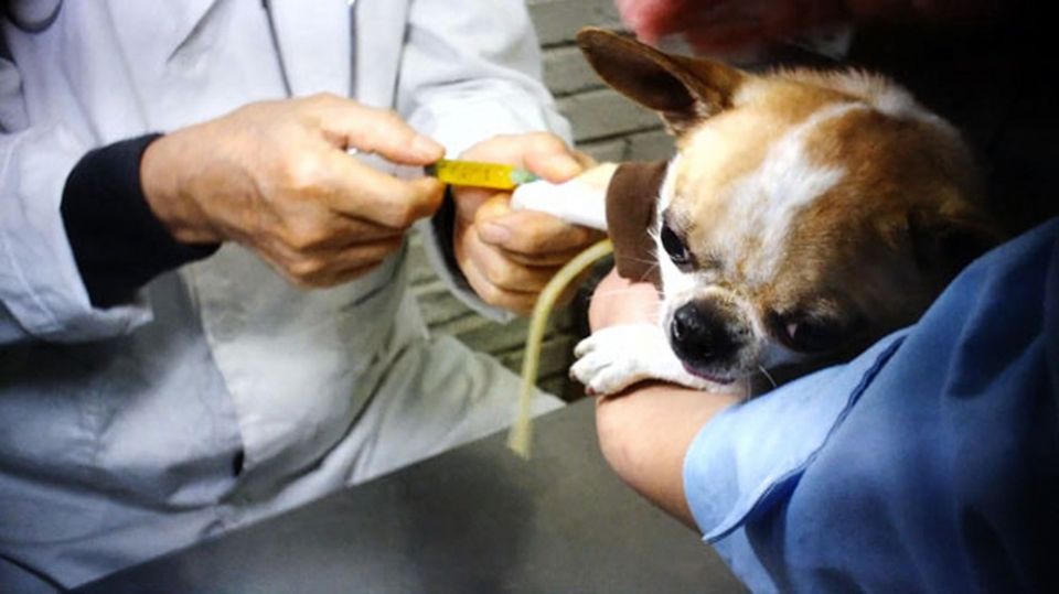 동물병원에서 반려동물 다리 치료 과정