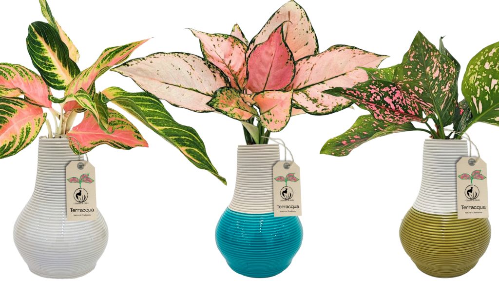 Collezione TerrAcqua di Aglaonema