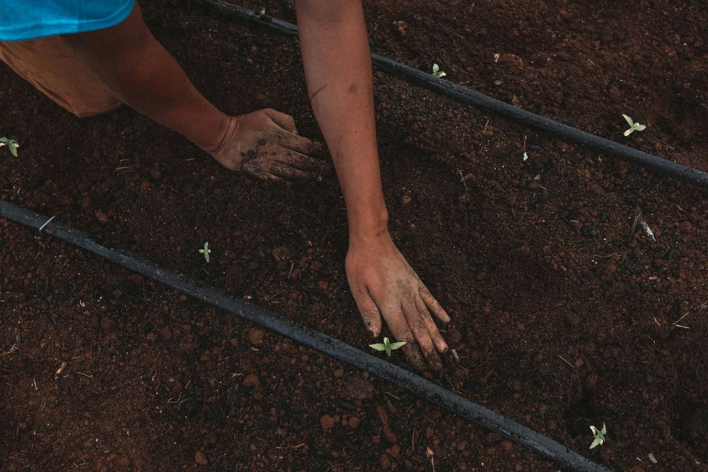 Systematic Urban Growing