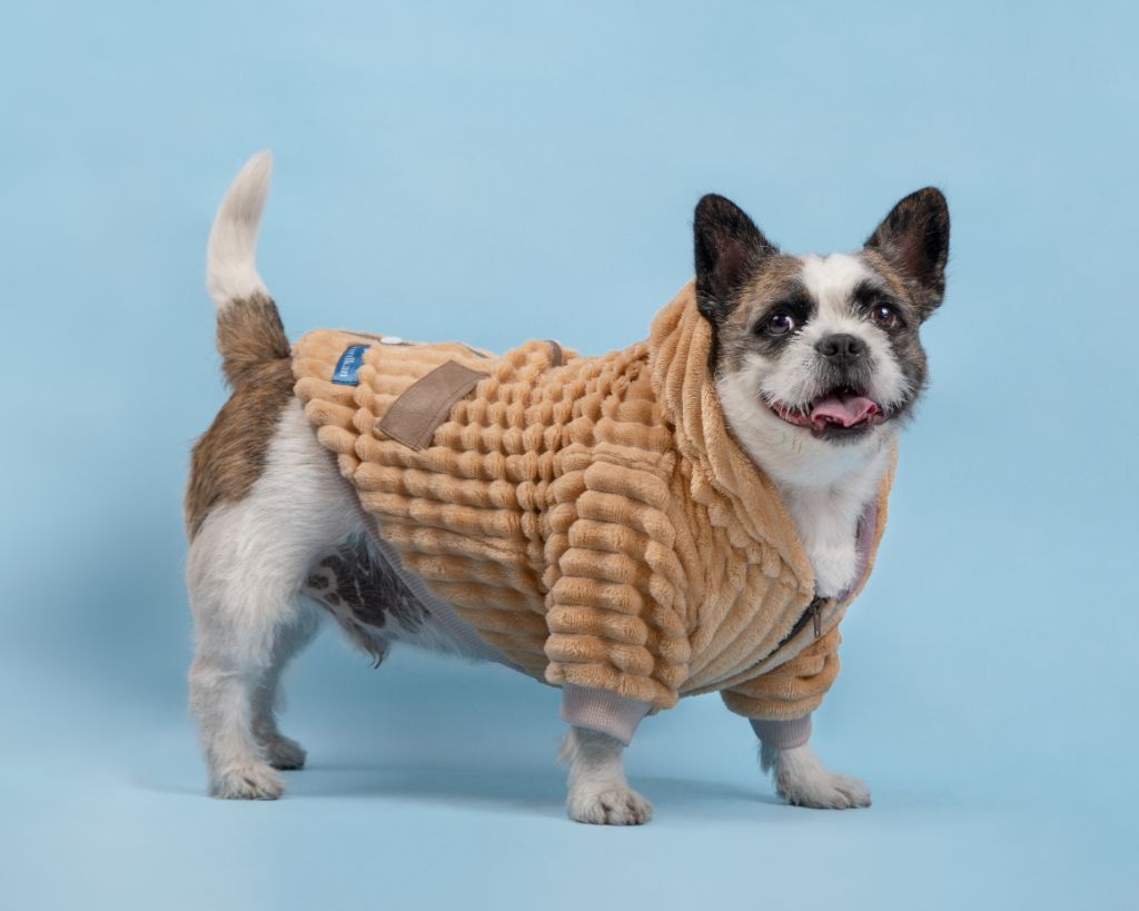 Perro con suéter beige
