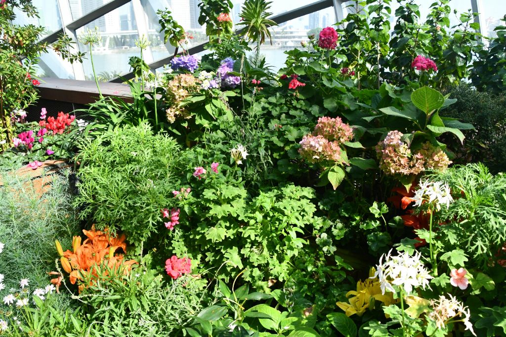 Indoor Garden Greenhouse