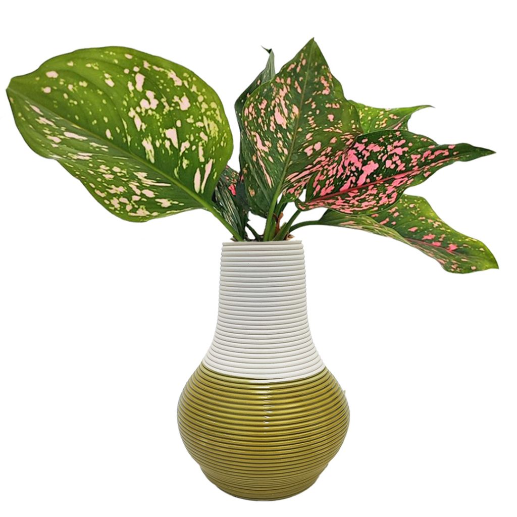 Aglaonema Pink Beauty