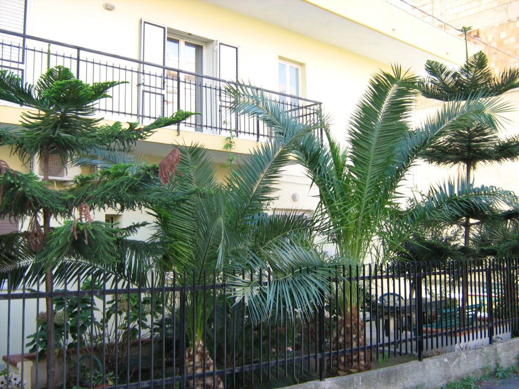 Cortile Fiorito B&B Al Cedir 4