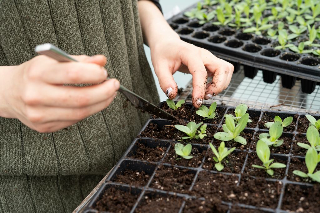 Hands working with seedlings in sustainable gardening
