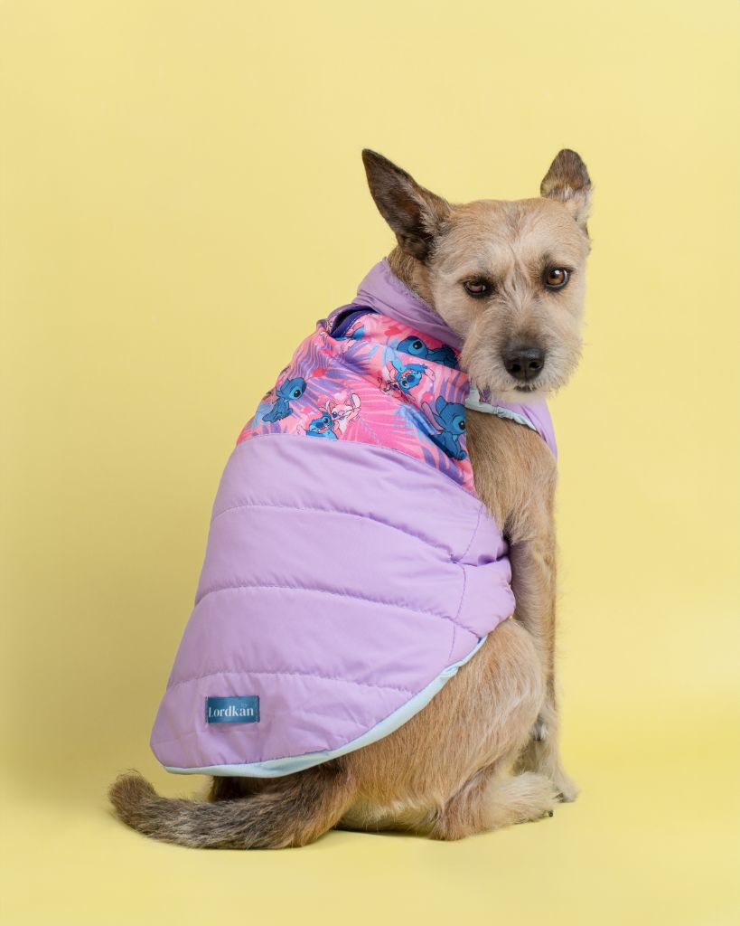 Perro con chaqueta morada