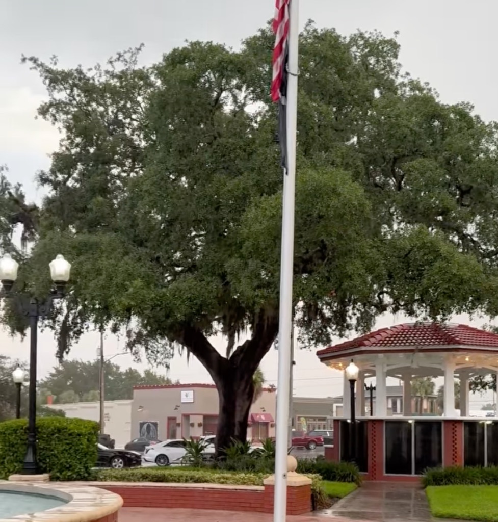 Historic Oak Tree #7