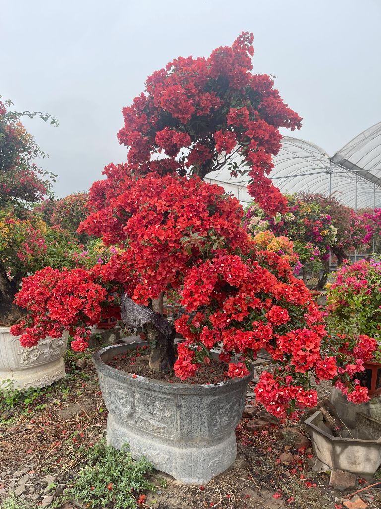 Noleggio piante fiorite e bouganvillea