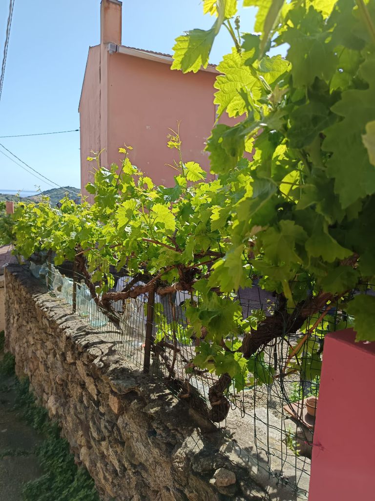 Weinreben im Garten