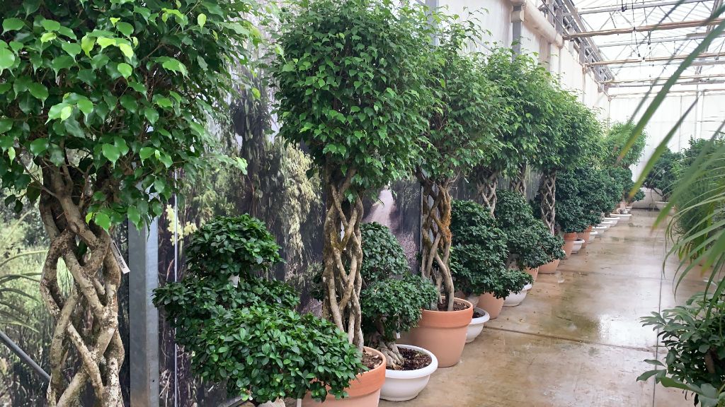 Ficus con tronchi intrecciati per eventi