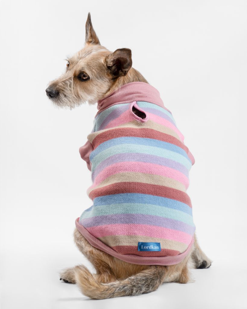 Perro con suéter rayas