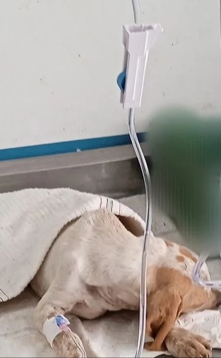 Chien sous perfusion