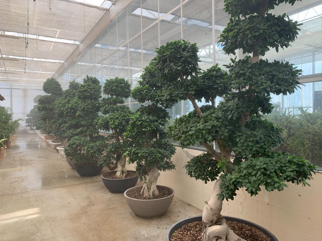 Ficus topiary per allestimenti