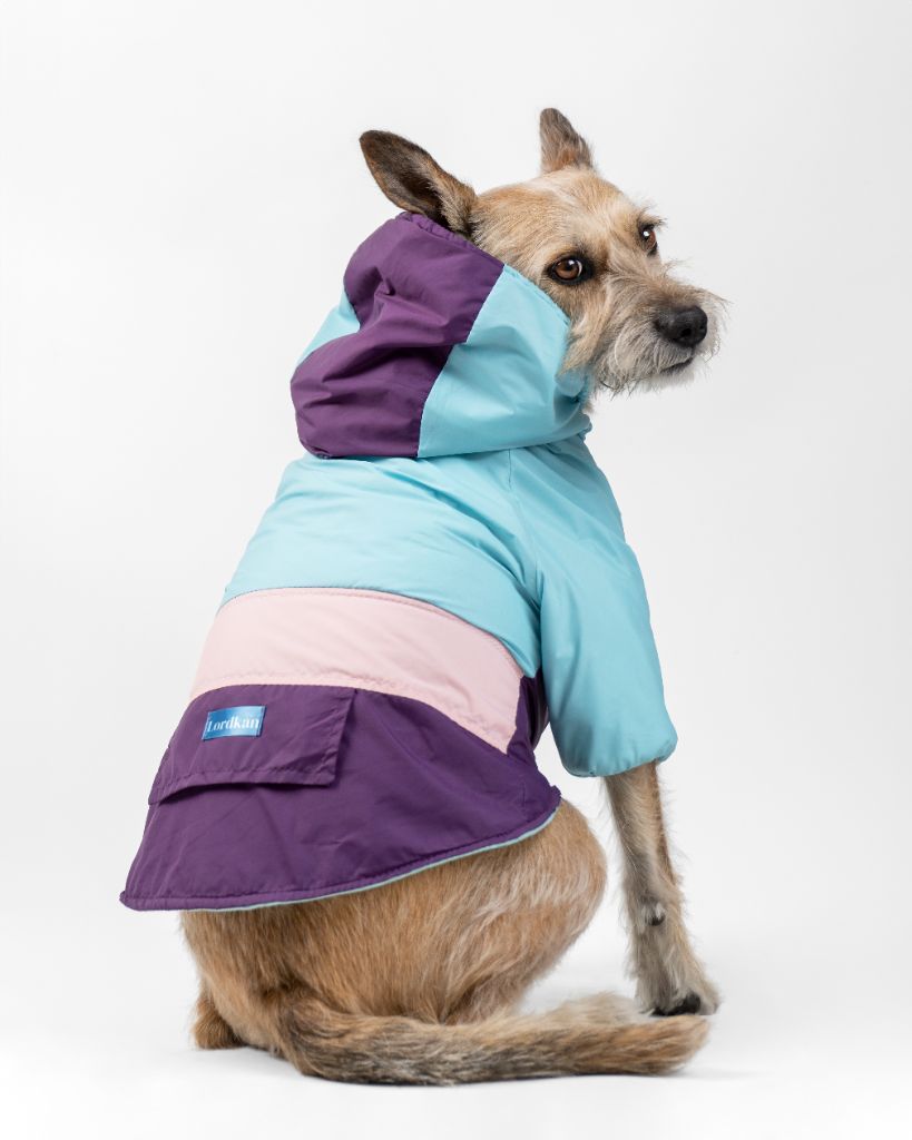 Perro con sudadera multicolor