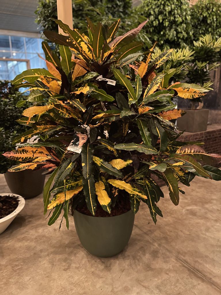Pianta di Croton per arredo interno
